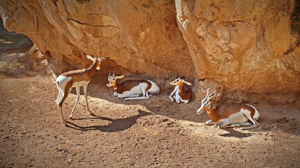 Фотография автора Анатолий Дауров