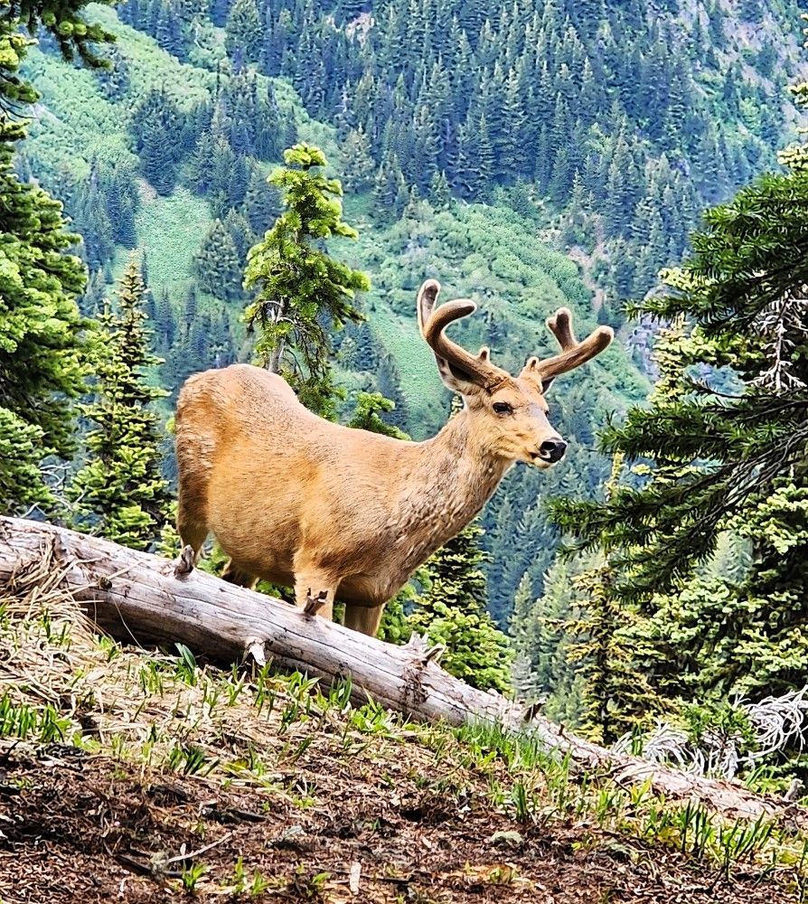 Photograph by G GOVIL