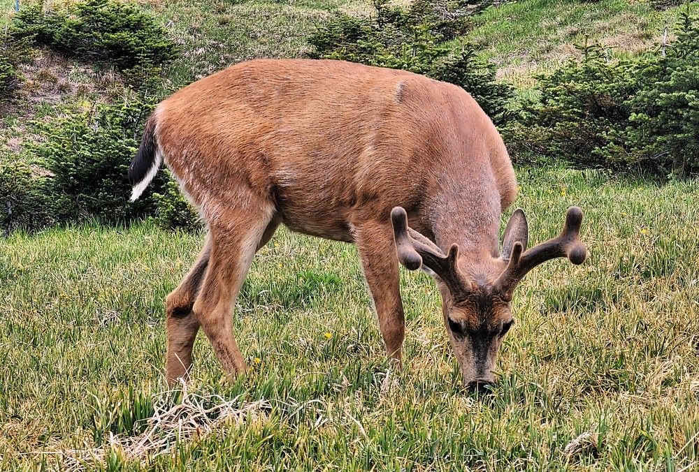 Photograph by G GOVIL