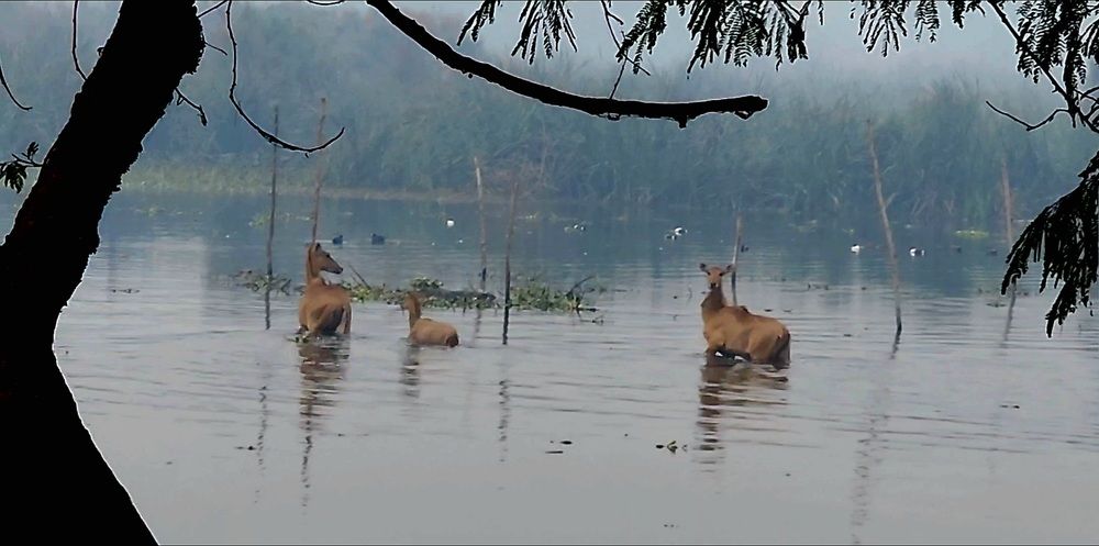 Photograph by G GOVIL