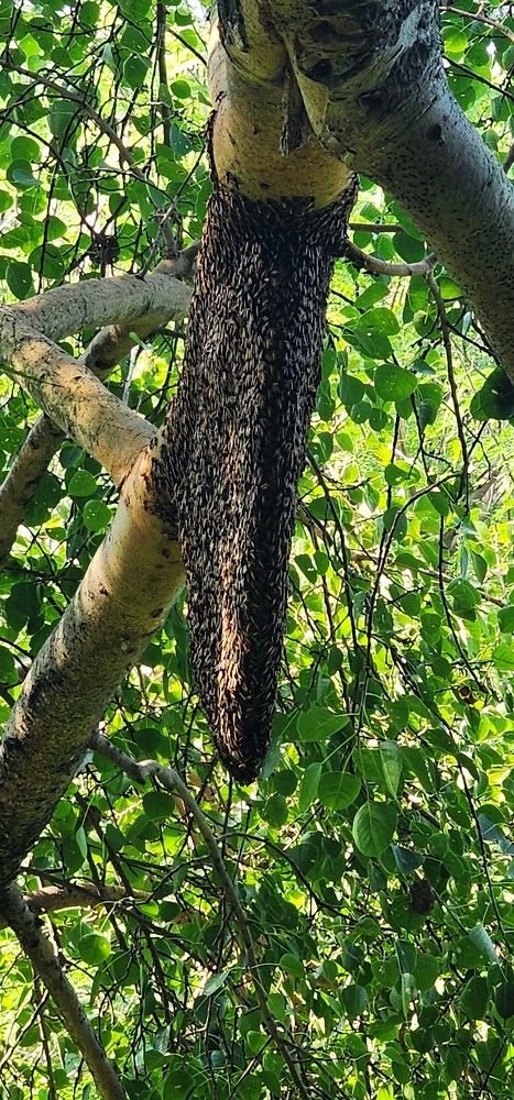 Photograph by G GOVIL