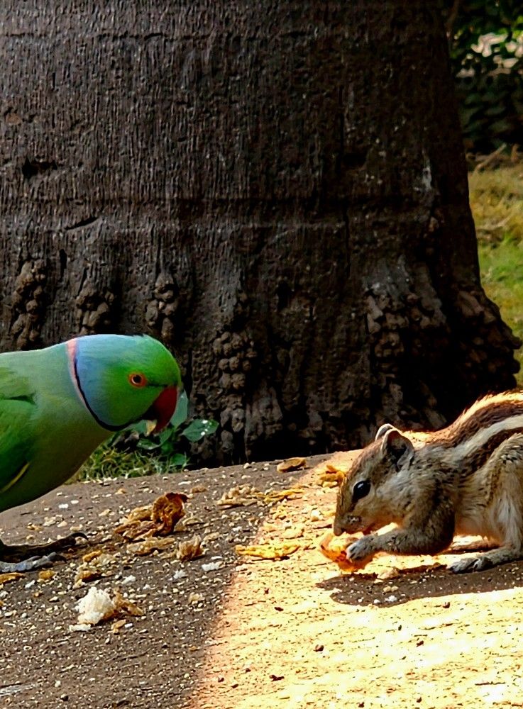 Photograph by G GOVIL