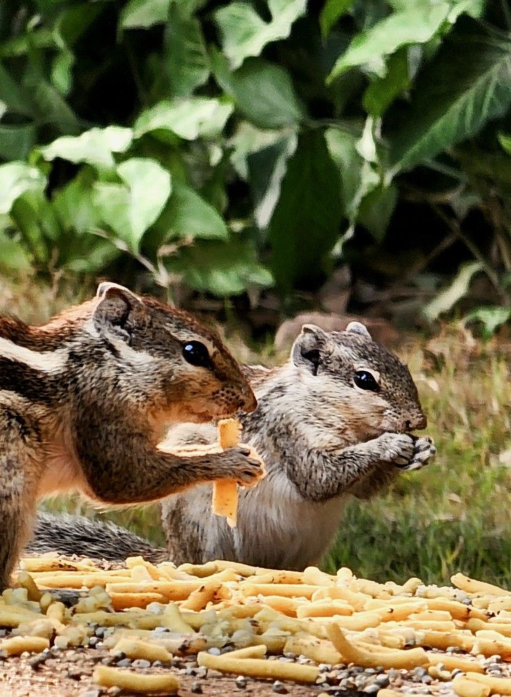 Photograph by G GOVIL