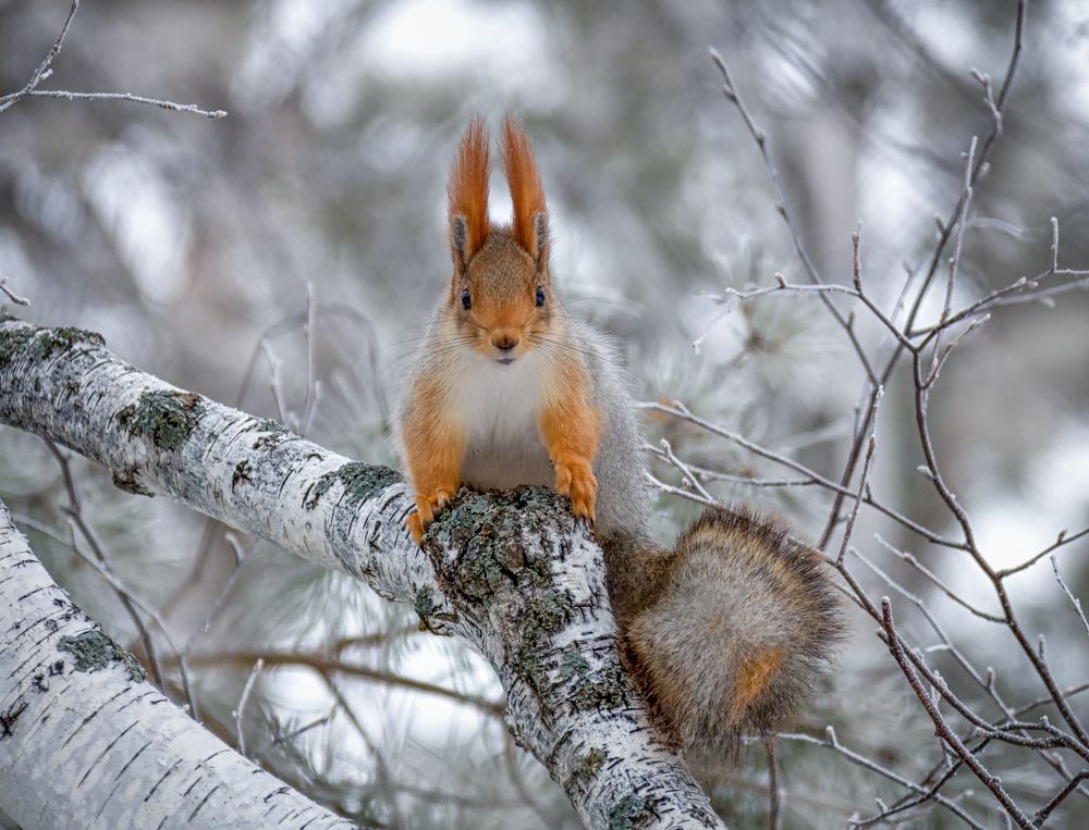Белка (Sciurus vulgaris)