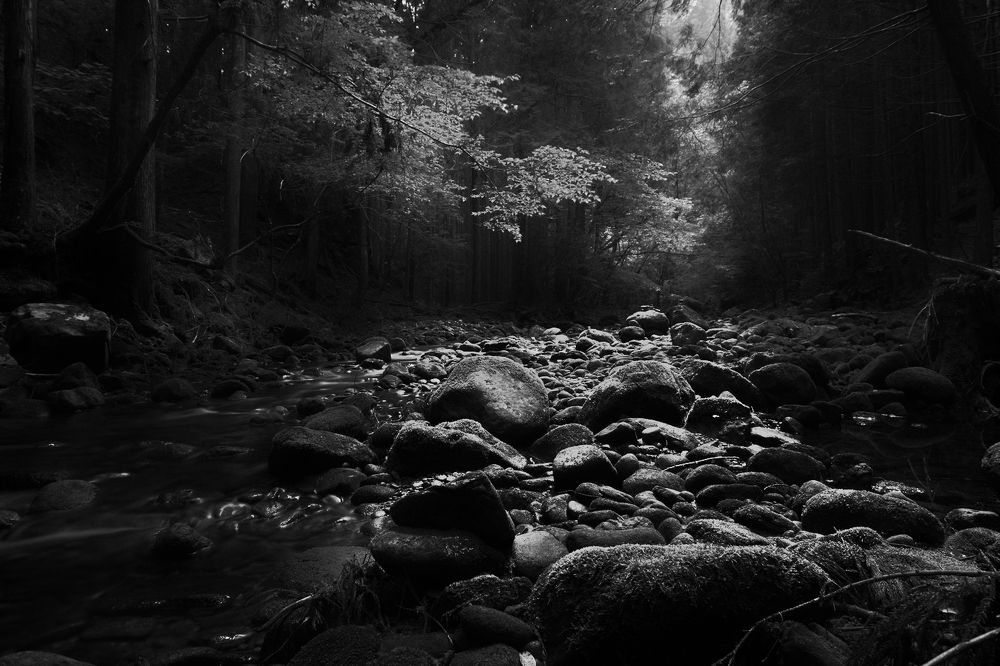 Deep into the forest