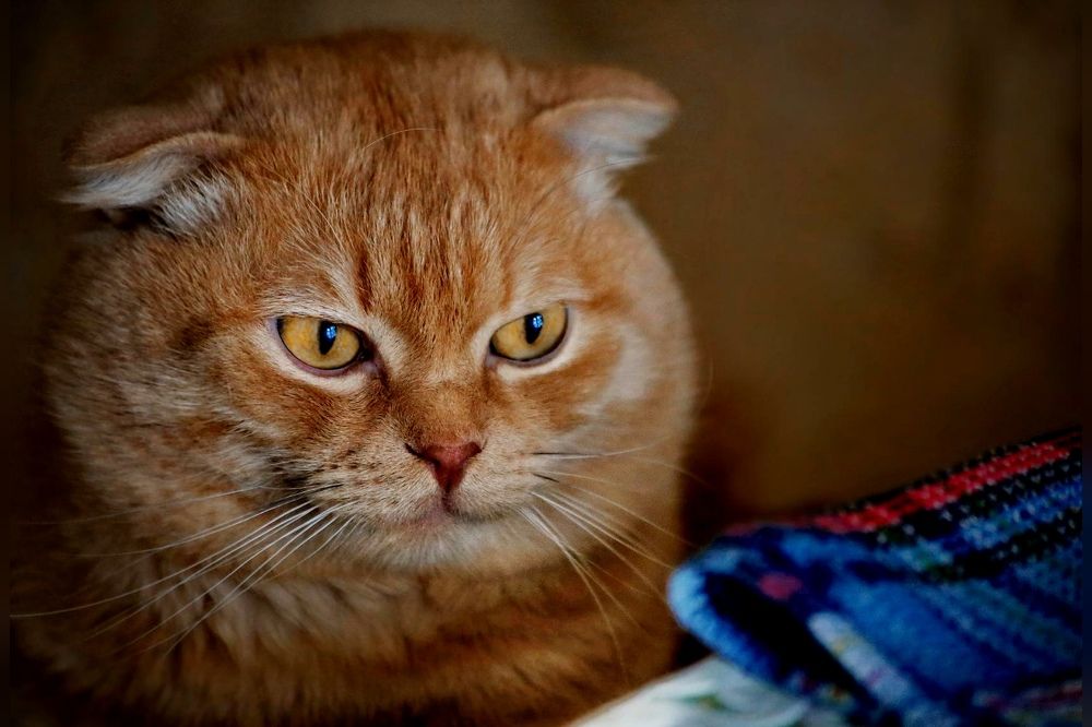 Photograph by Татьяна Бравая