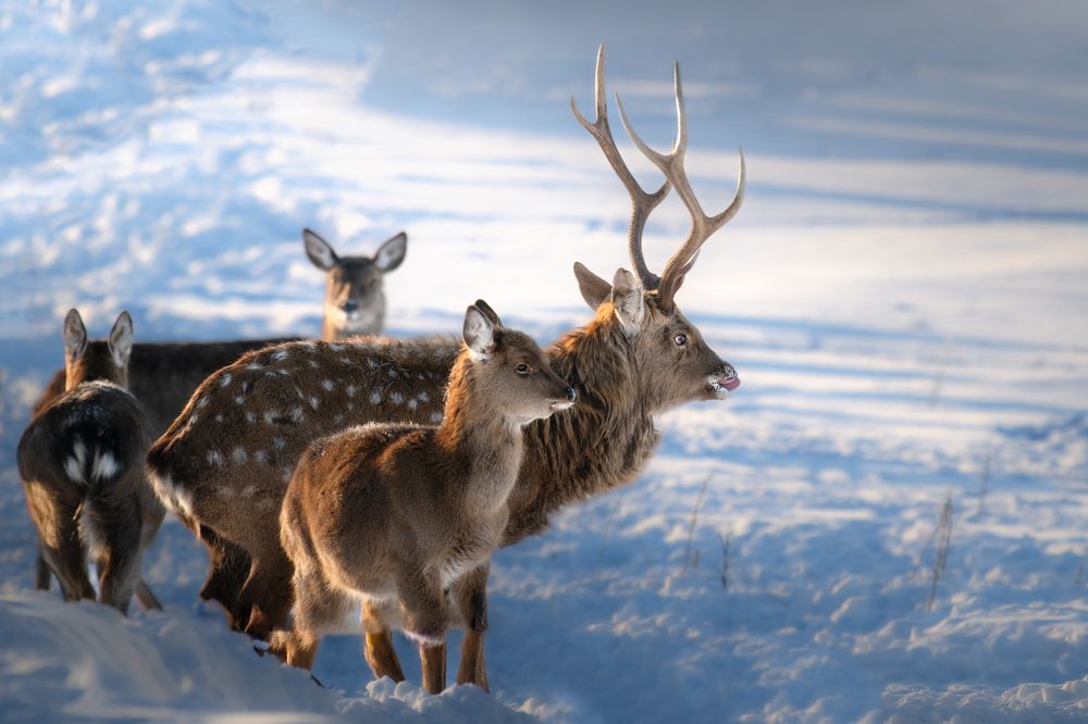 Photograph by Nephotograph