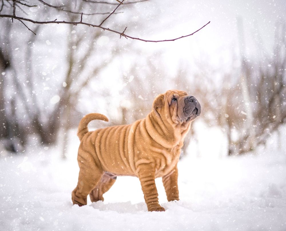 Photograph by Елена Раздвилова