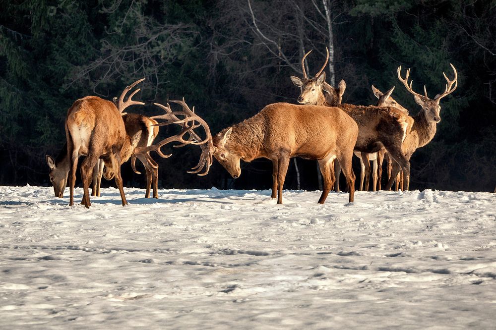 Photograph by Рашид Усманов