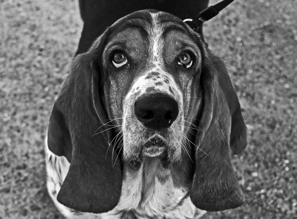 Изучающий взгляд.