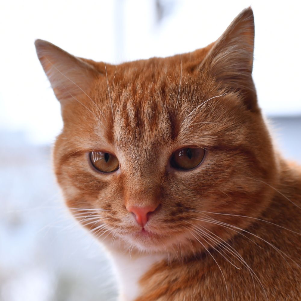 Photograph by Николай Абакумов