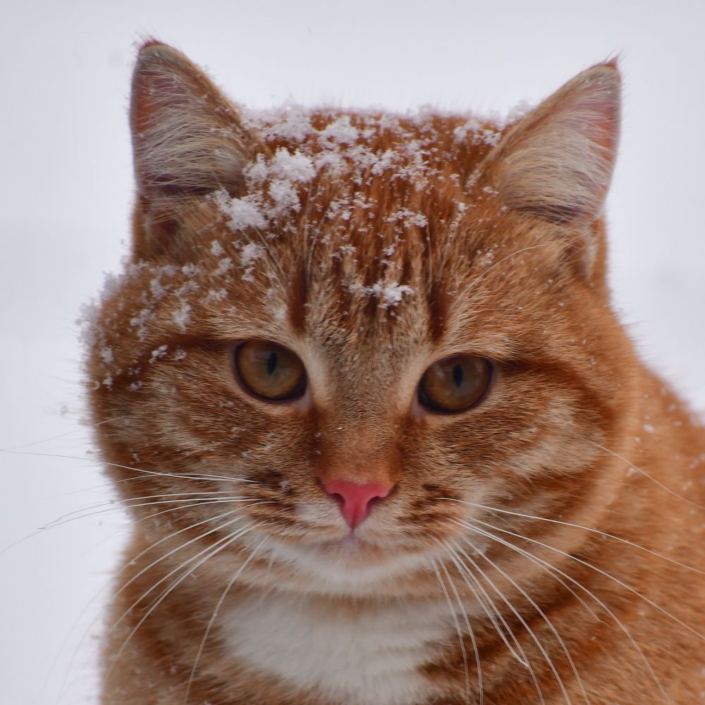 Photograph by Николай Абакумов