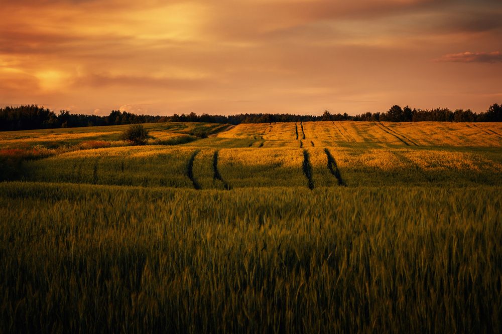 Фотография автора Pavel Tsimashenka