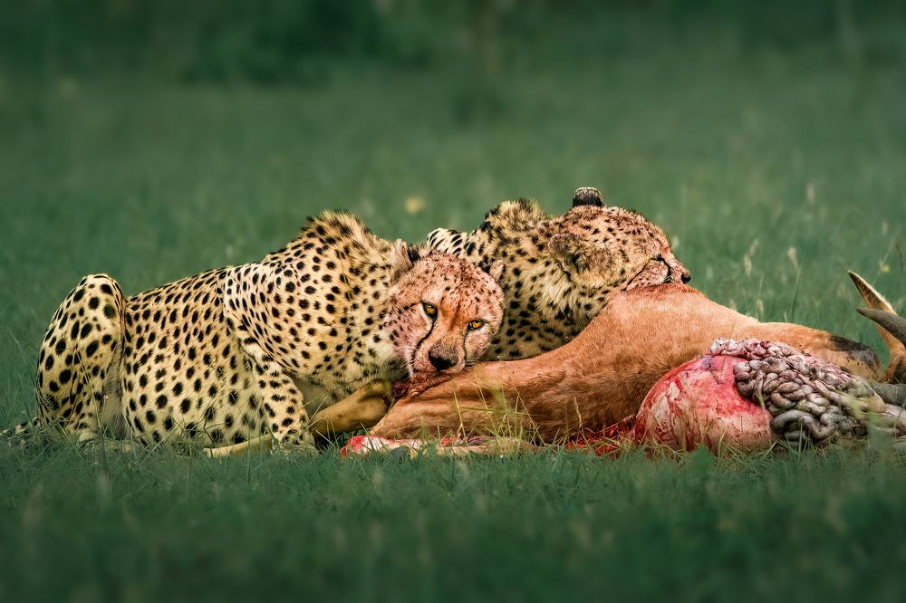 Photograph by NAVONILOY BHAUMIK