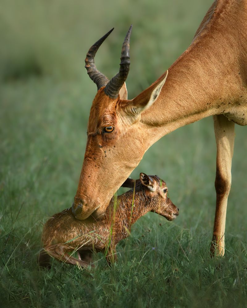 Photograph by NAVONILOY BHAUMIK