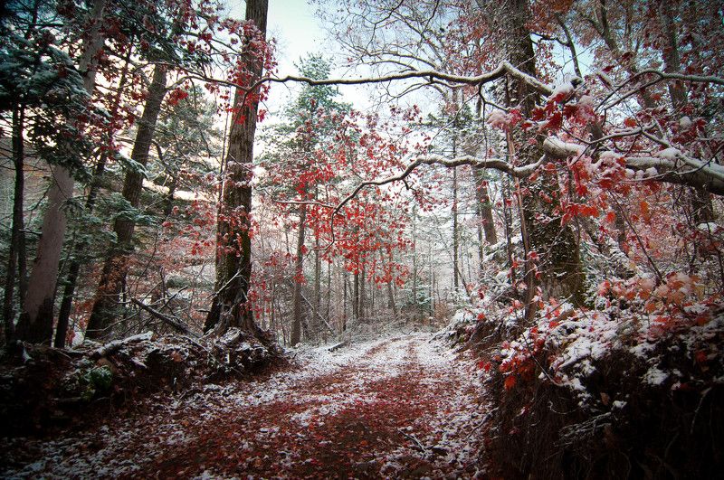 Romanenko Denis, Russia