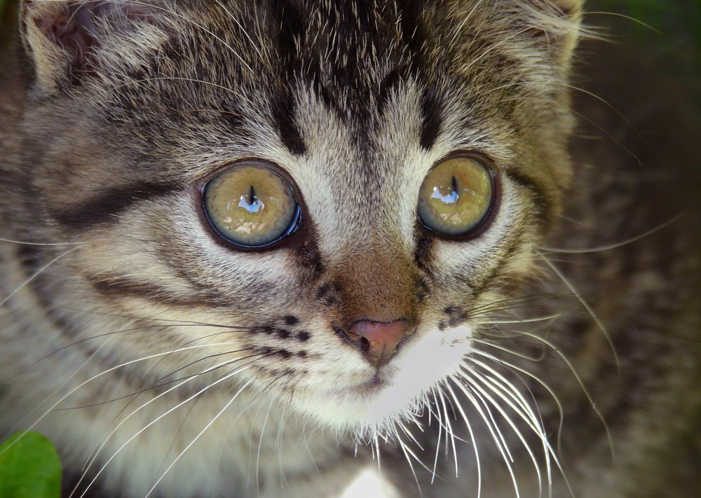 Маленький охотник