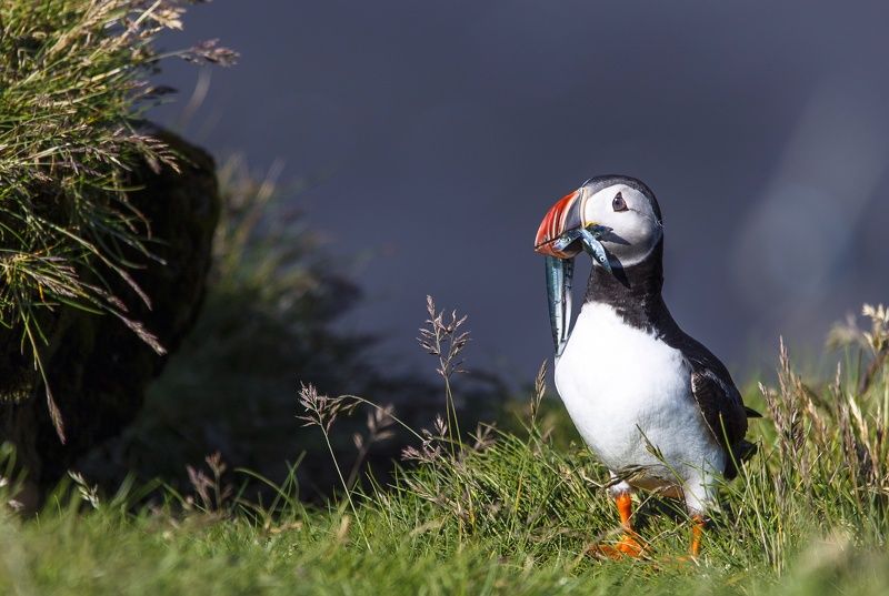 Епишенкова Ксения, Russia