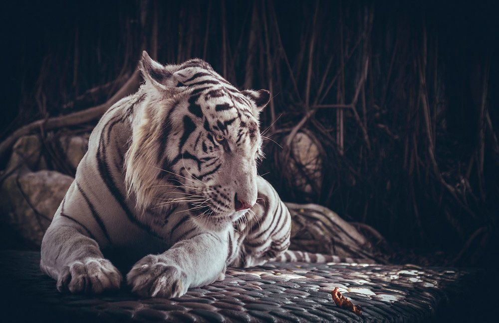 White tiger.