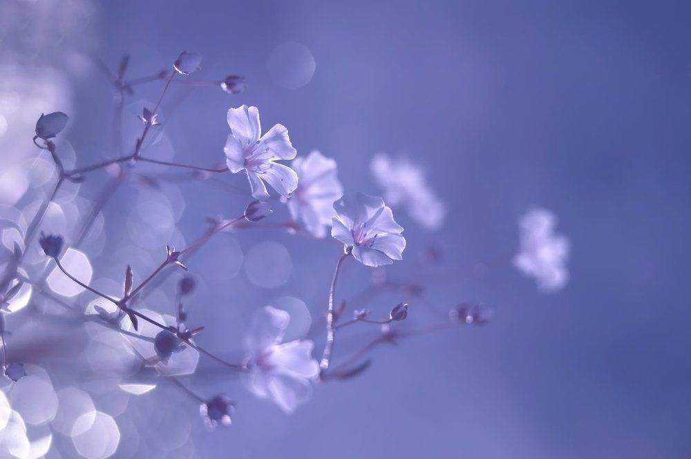 Нежный вечер