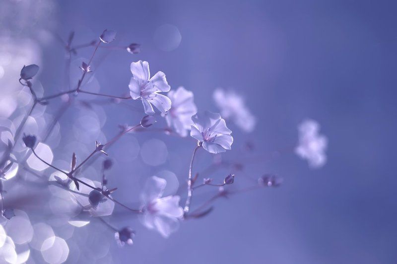 Юлия Густерина, Russia