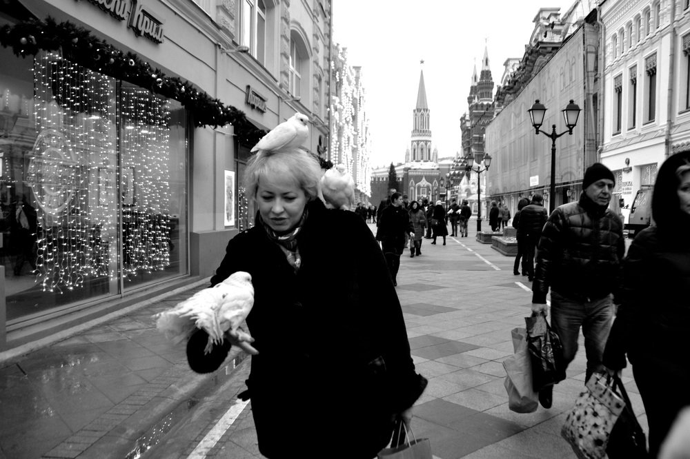 ручные голуби