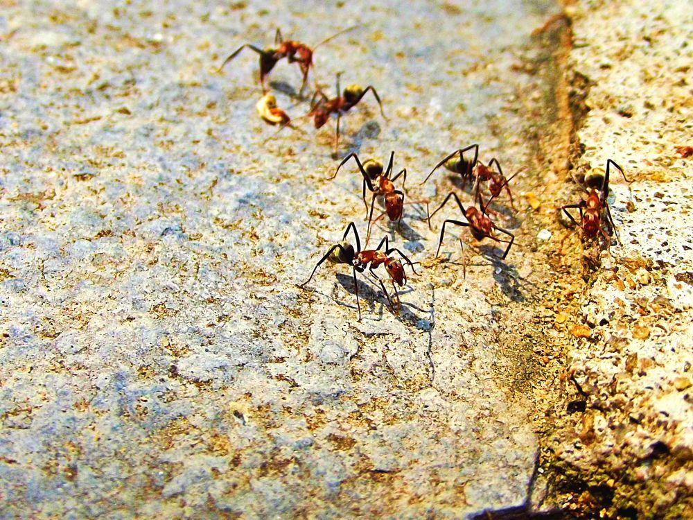 Ants Army