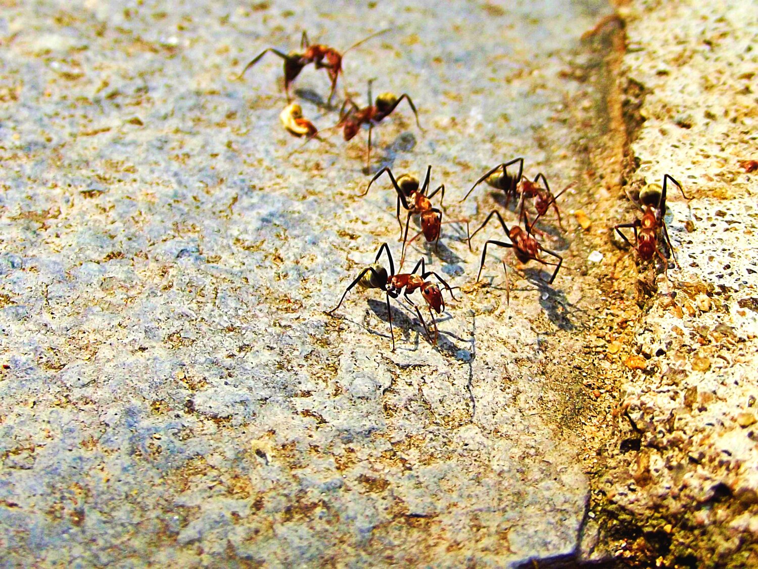 Ants Army