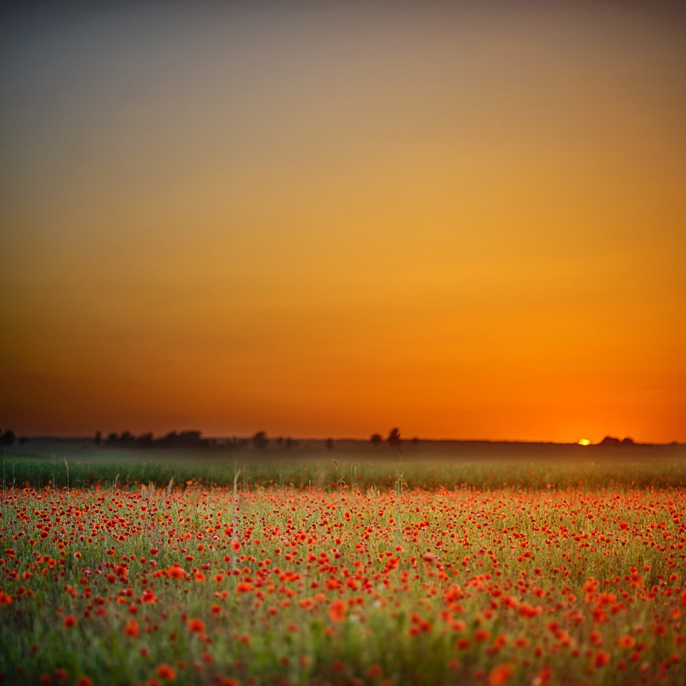 Photograph by Remigijus Grubinskas