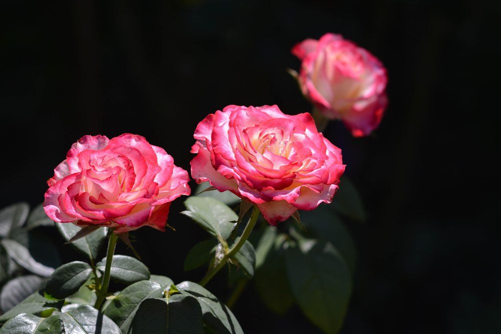 Розы на тёмном