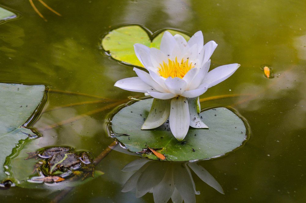 В ожидании принца