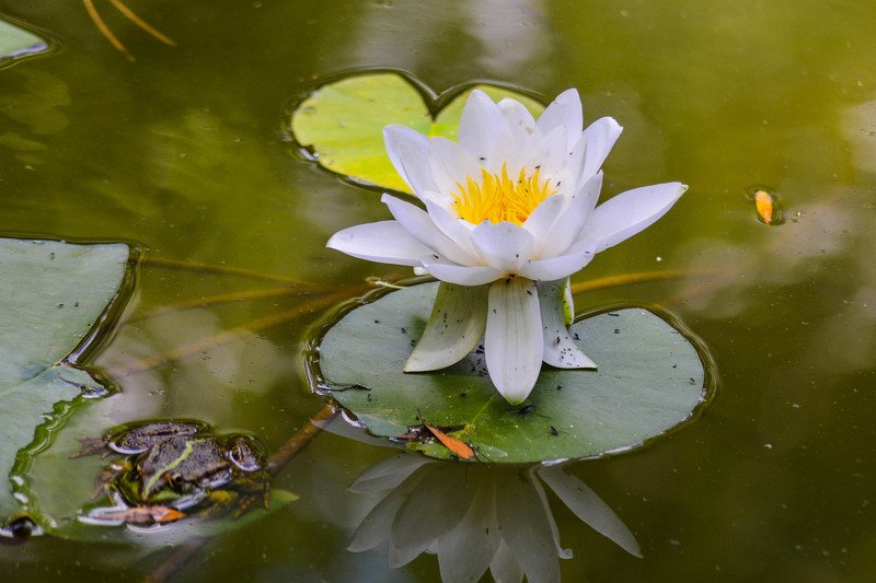 Анатолий Исабеков, Ukraine