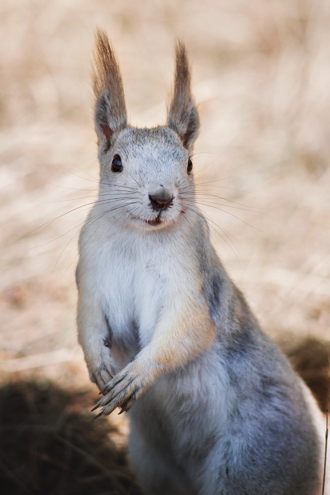 Лесной друг