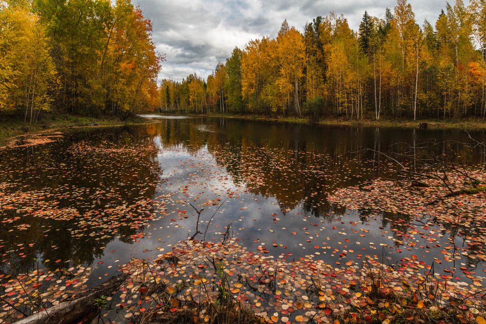 На таежном озере