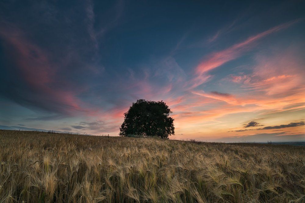 Loner in wheat fields...