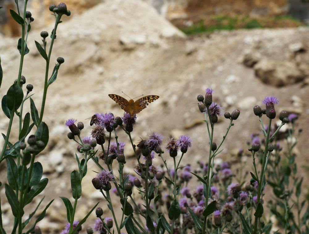 Фотография автора Evgeniya KHOKHLOVA