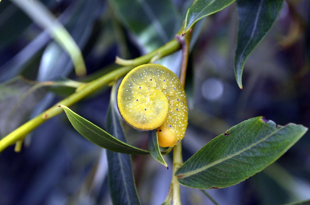 долька лимона