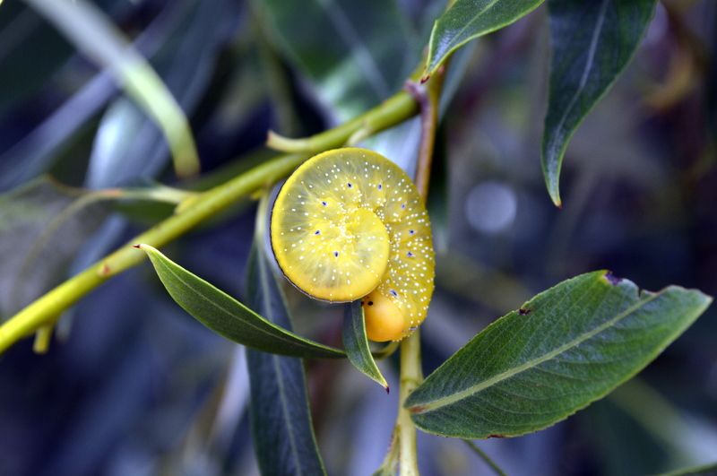 Полина, Russia