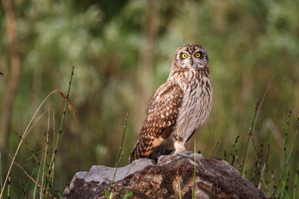 Глаза напротив