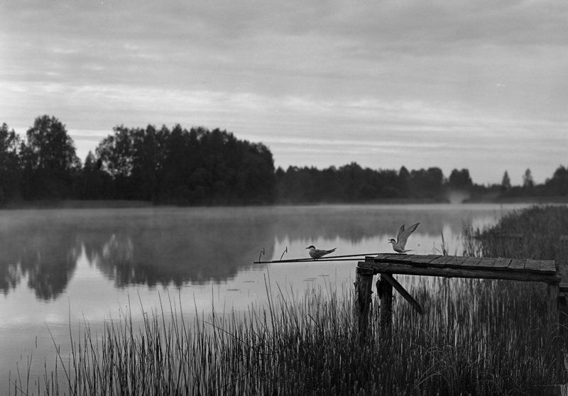Mikalai Piarshai, Belarus