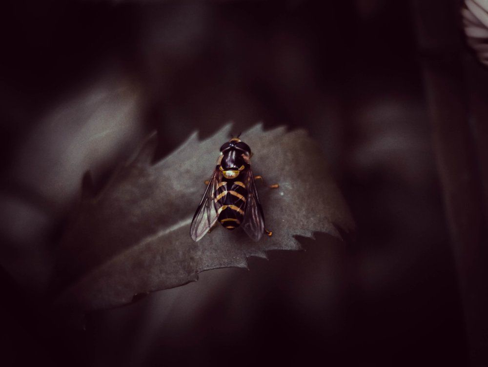 Братья наши меньшие