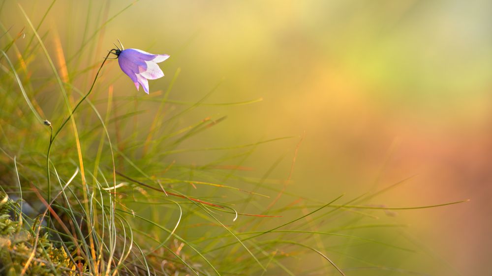 Краски лета