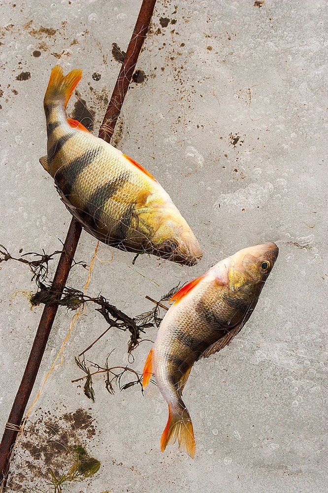 Последний танец