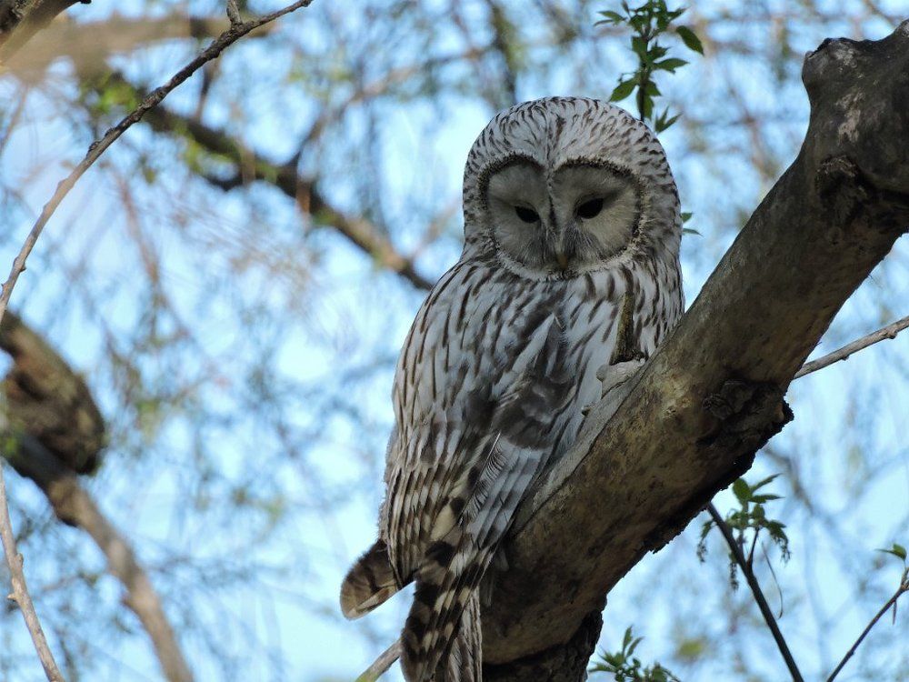 Длиннохвостая неясыть