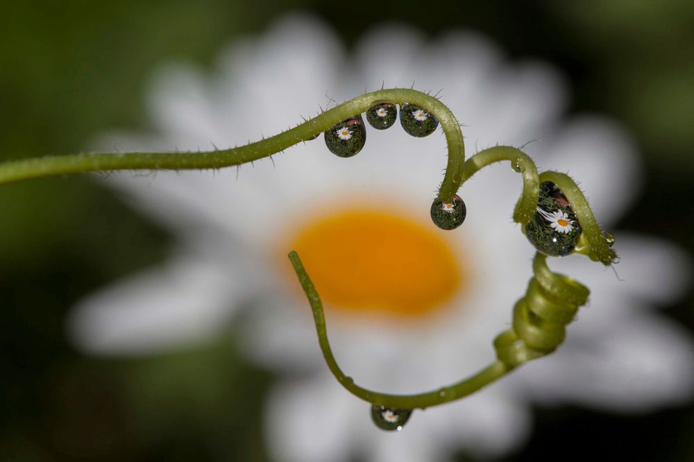 От улыбки станет всем светлей...