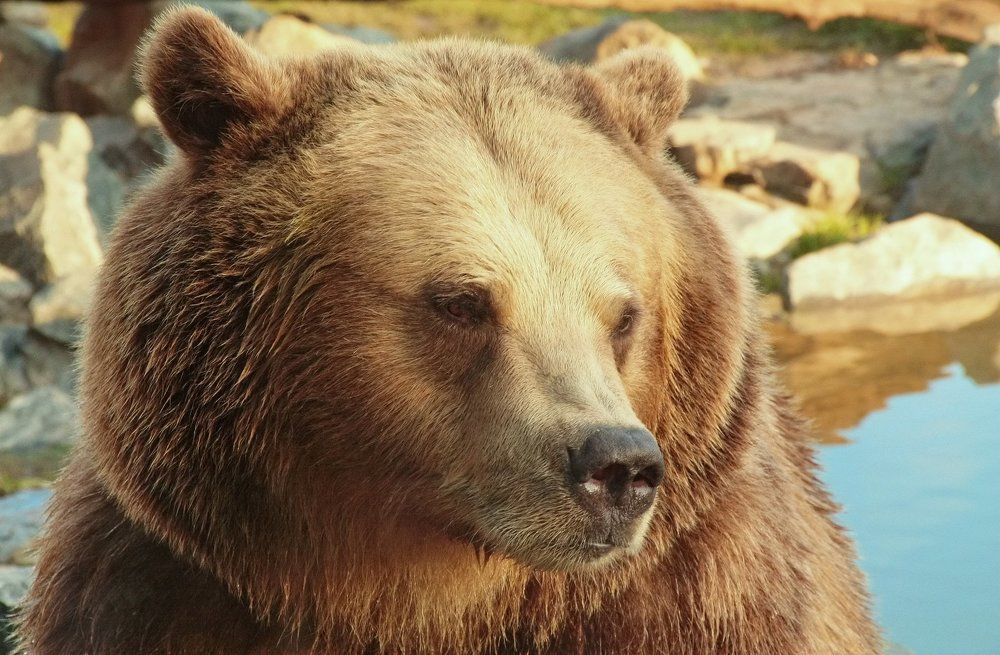 задумчивость