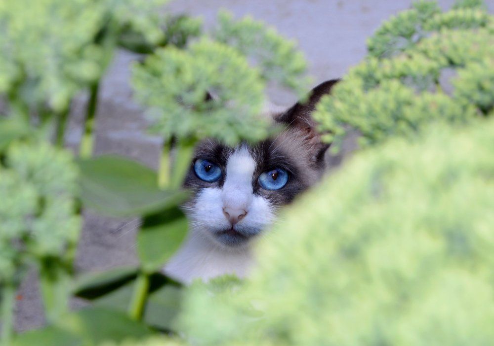 Васильковые глаза