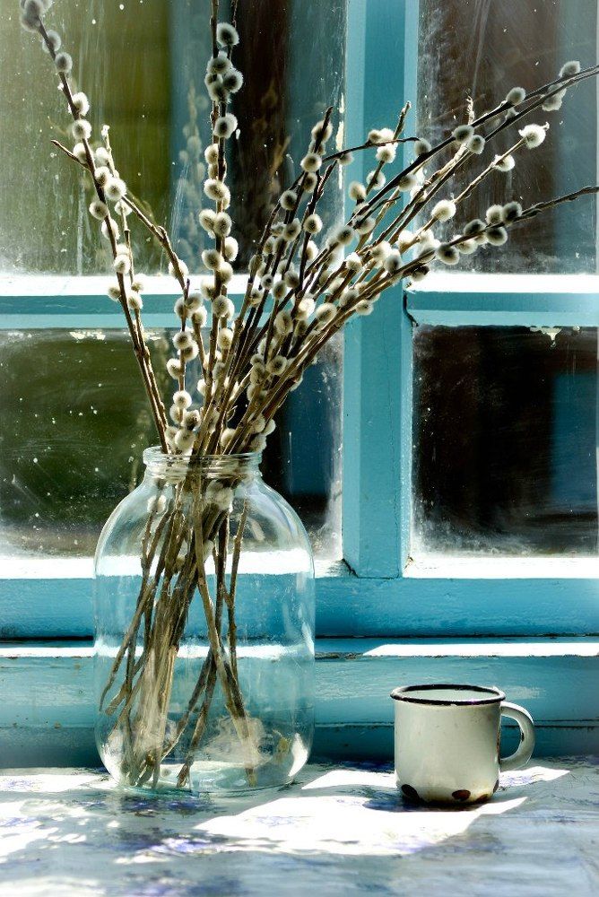 Верба на окне