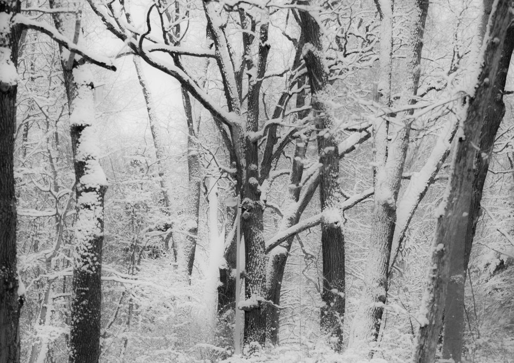 Зимний парк.