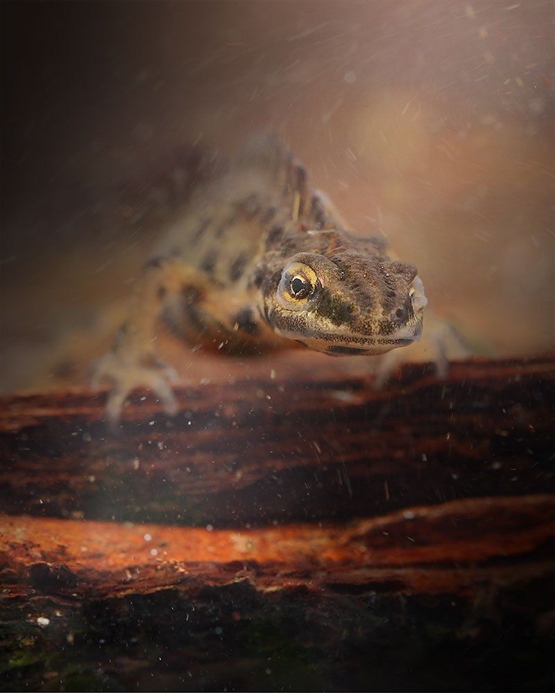 Тритон обыкновенный (самец)